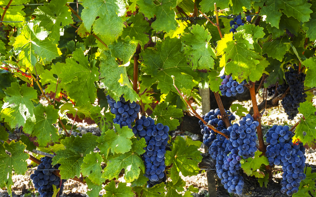 Reben mit reifen blauen Trauben im Weinberg.
