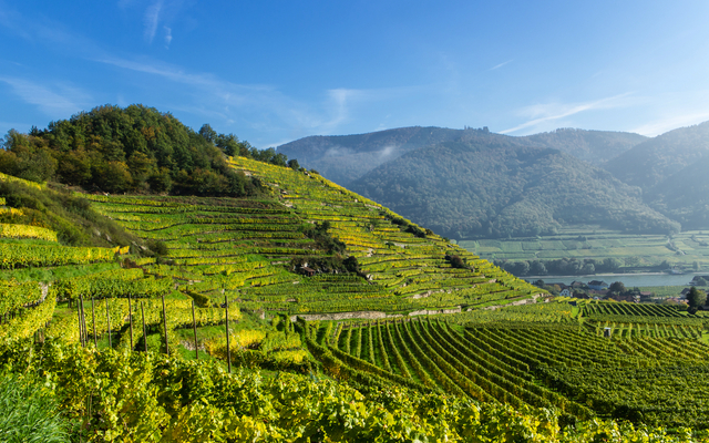 Weinberge an einem sonnigen Hang mit Hügeln im Hintergrund