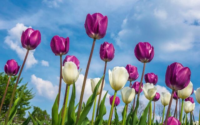Lila und weiße Tulpenblumen unter blauem Himmel mit Wolken.